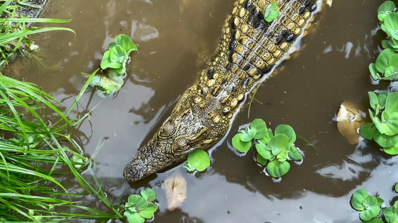 Uppifrånvy av en ung nilkrokodil (Crocodylus niloticus) i vattnet, Madagaskar.