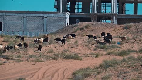 najdi sheep, native to the arabian peninsula's najd region, graze in the desert