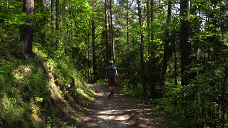 natural scenery with hiker walking through bright green forest