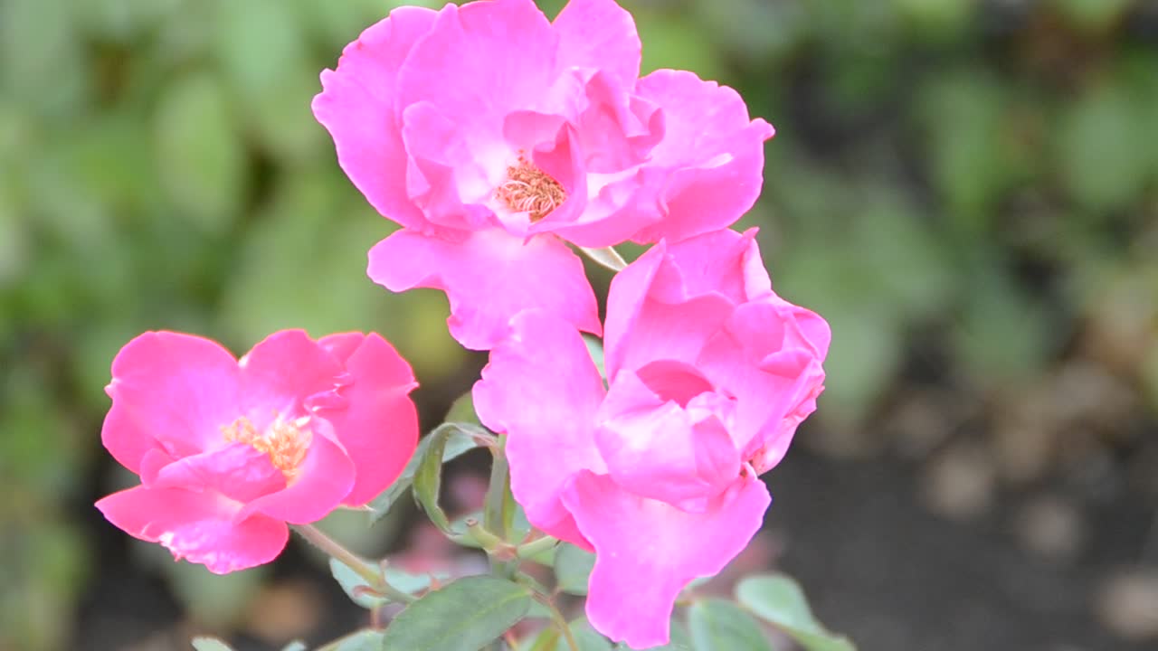 la flor