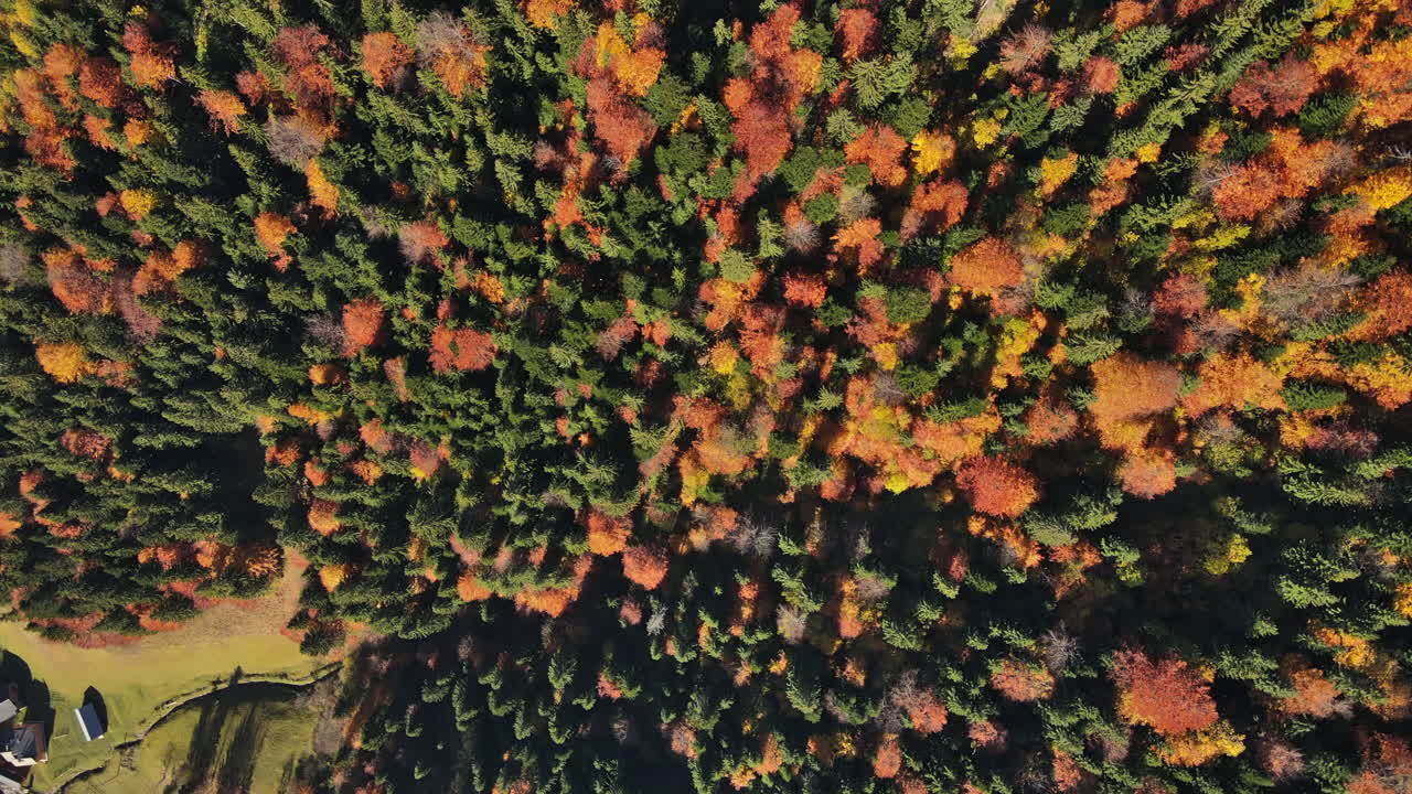 Aerial drone view of nature in Romania. Carpathian mountains, lush yellowing forest, vertical view
