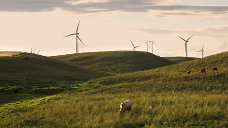 canadian farmland with free range cattle and wind turbines in background, static