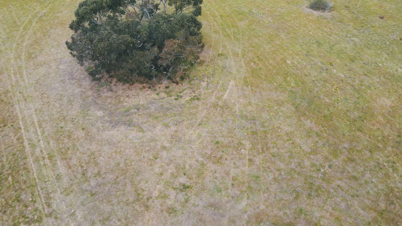 Drone aerial rotating around a lonely Australian tree on a field