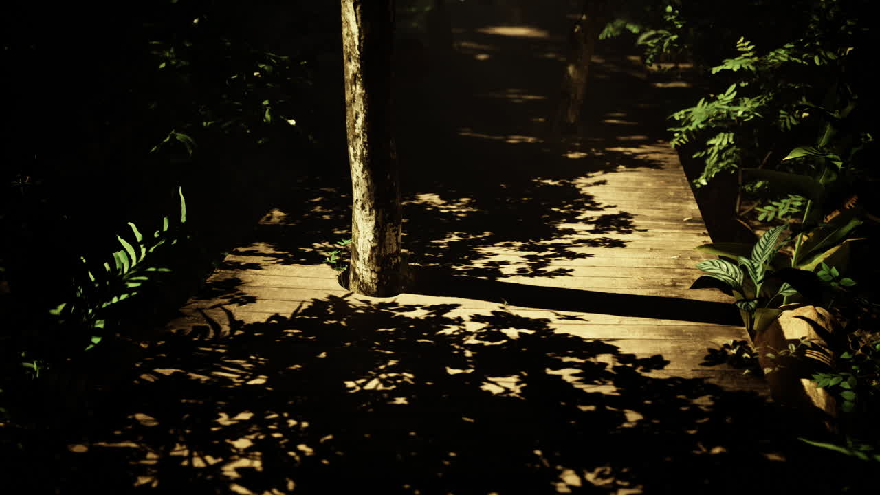 Nature path illuminated by sunlight and shadows in a lush green forest