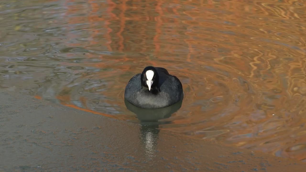 Uma Galinhola, Fulica atra, à beira de uma lagoa coberta de gelo no Inverno. Inglaterra. Reino Unido.