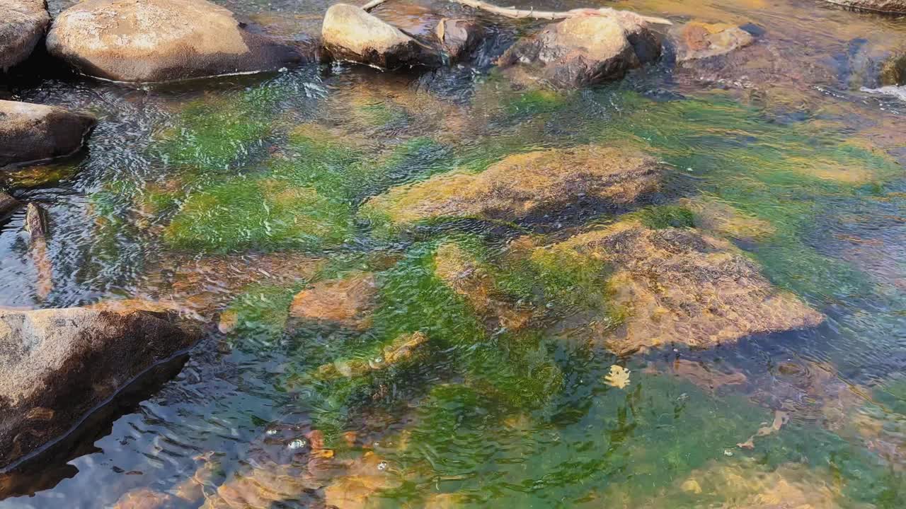 Un ruscello di acqua dolce limpida scorre su rocce lisce con alghe verdi visibili sotto la superficie, un movimento delicato che crea increspature, riflessi e trame naturali a strati