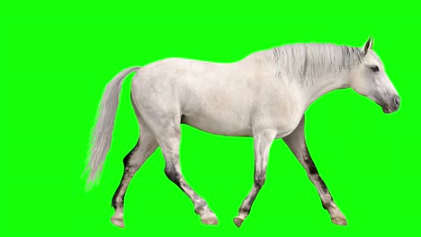 white horse looping gaits
