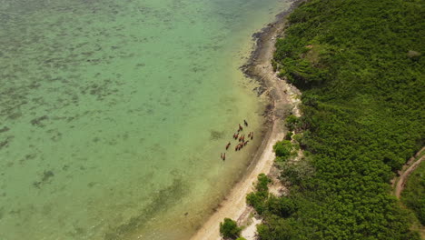 wild horses in shallow water on north coast, new caledonia