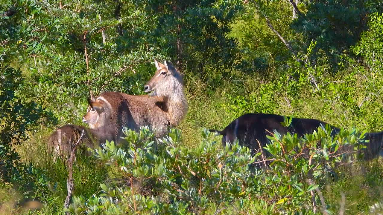 Waterbuck Mother and Calf in African Savanna