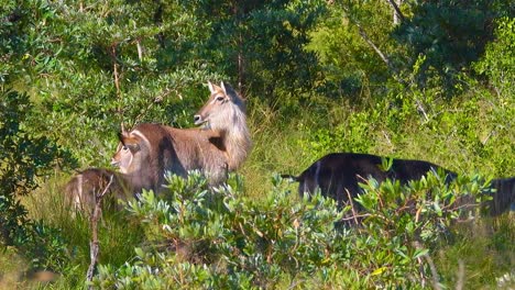 waterbuck mother and calf in african savanna