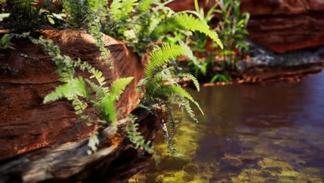 Tropischer-Goldener-Teich-Mit-Felsen-Und-Grünen-Pflanzen