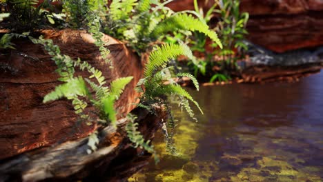 estanque dorado tropical con rocas y plantas verdes