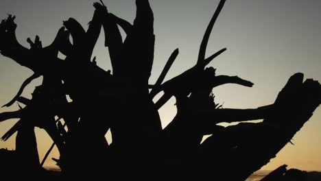 silhouetted-driftwood-on-beach-creates-beautiful-abstract-shape-at-sunrise