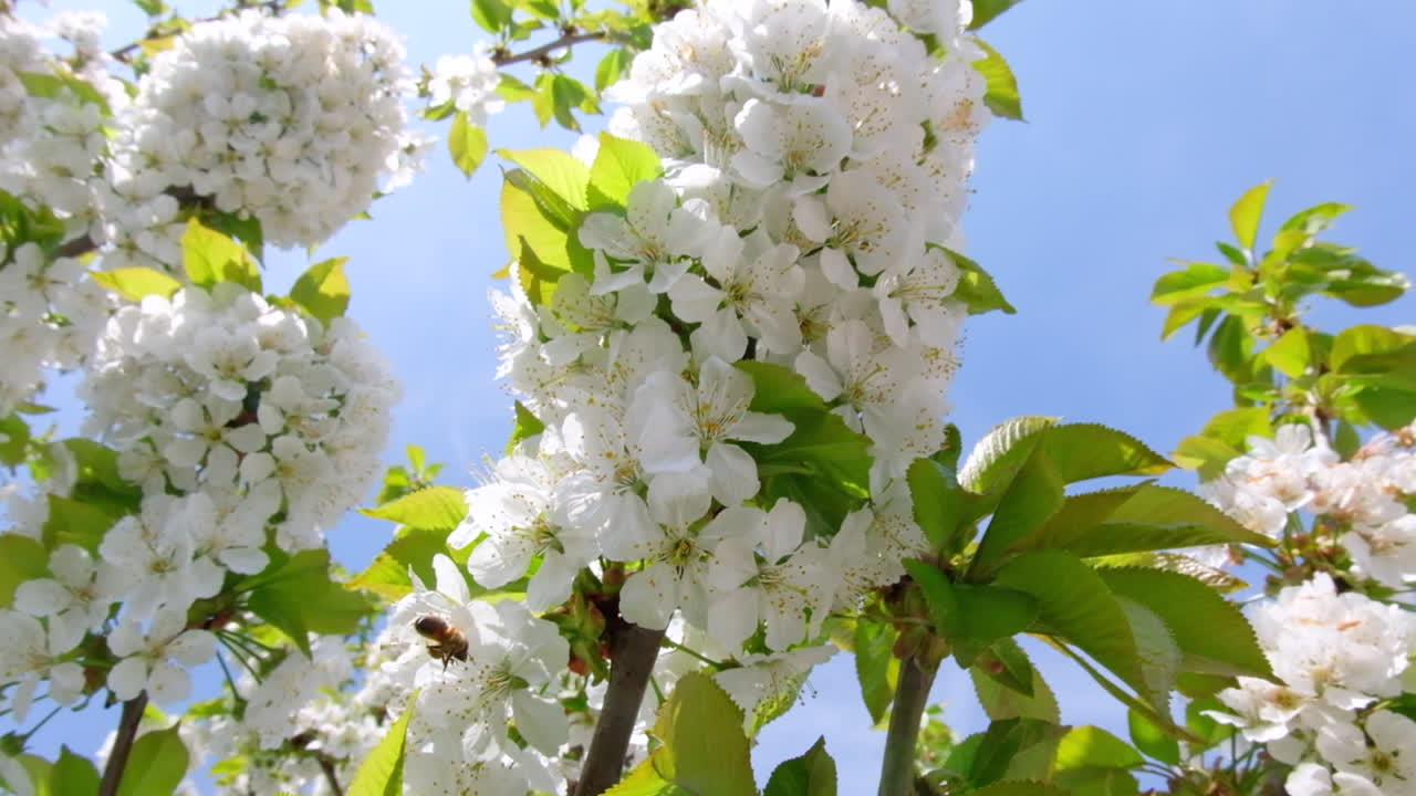 Close up of a tree branch with flowers in full bloom in an orchard