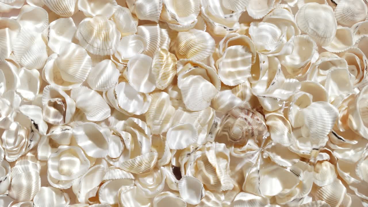 múltiples gotas cayendo en el agua haciendo anillos sobre conchas marinas