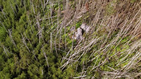 mt-mitchell-nc,-north-carolina-trees