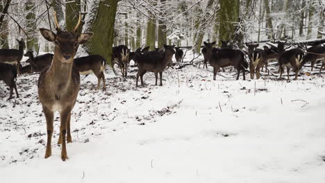 Fallow-deer-guarding-the-grazing-herd,winter-forest,snow,Czechia