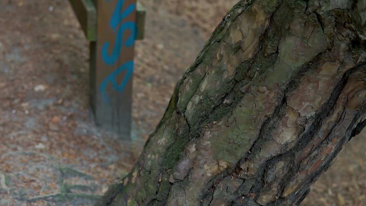 뿌리와 나무껍질의 신기한 광경