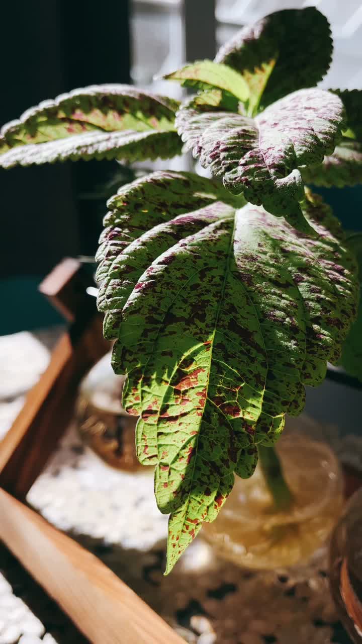 Colorful Houseplant on Wooden Tray