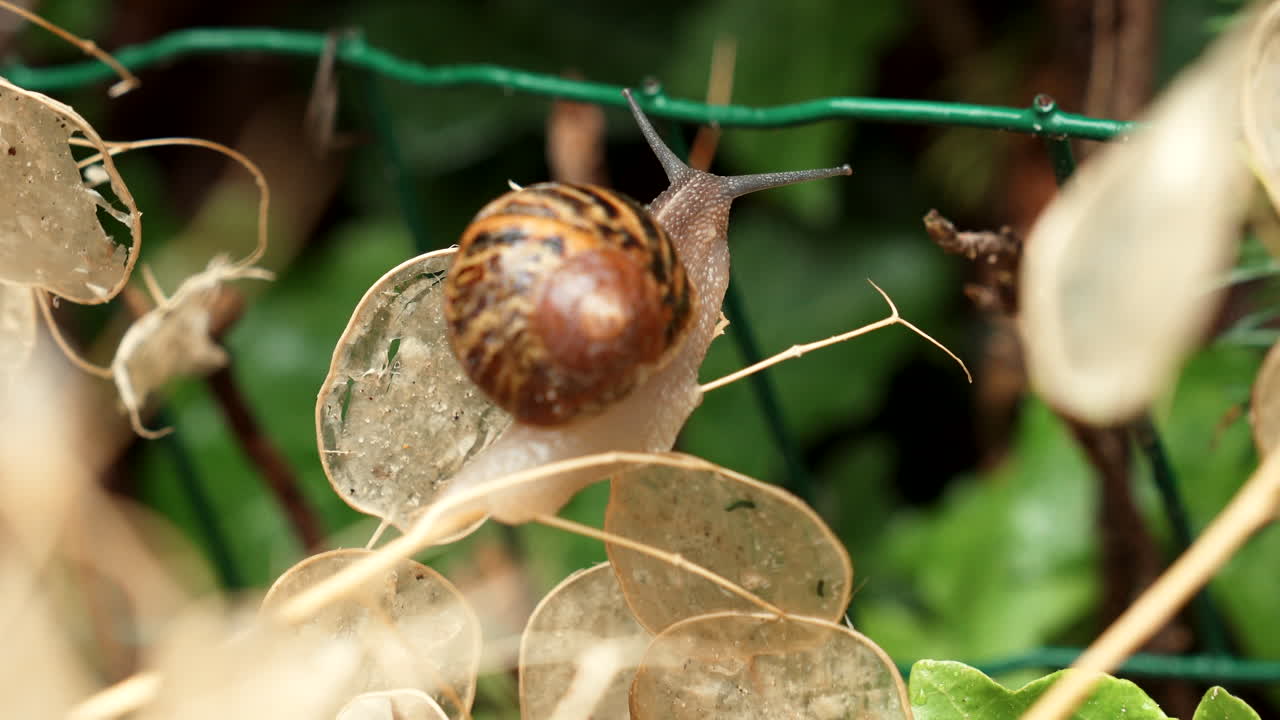 un caracol forrajeando en el jardín en un día lluvioso