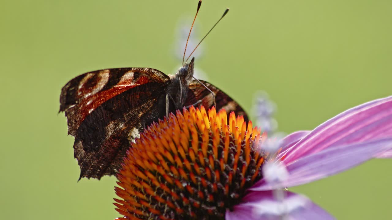 주황색 콘플라워-1에 꿀을 빠는 열린 날개를 가진 유럽 공작 나비의 극단적인 매크로 샷