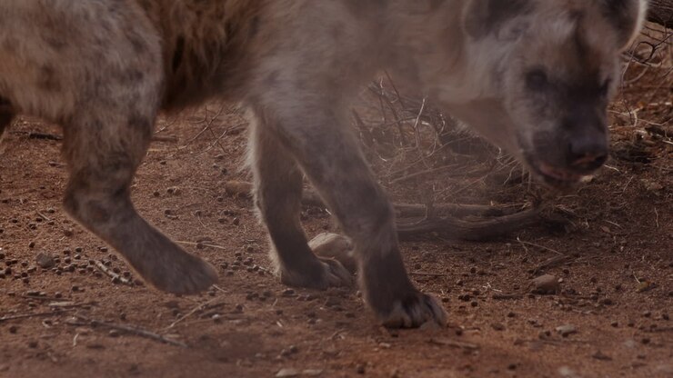 Hyena in enclouser runs off after eating food on ground