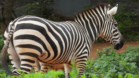 Black-And-White-Zebra-at-a-park