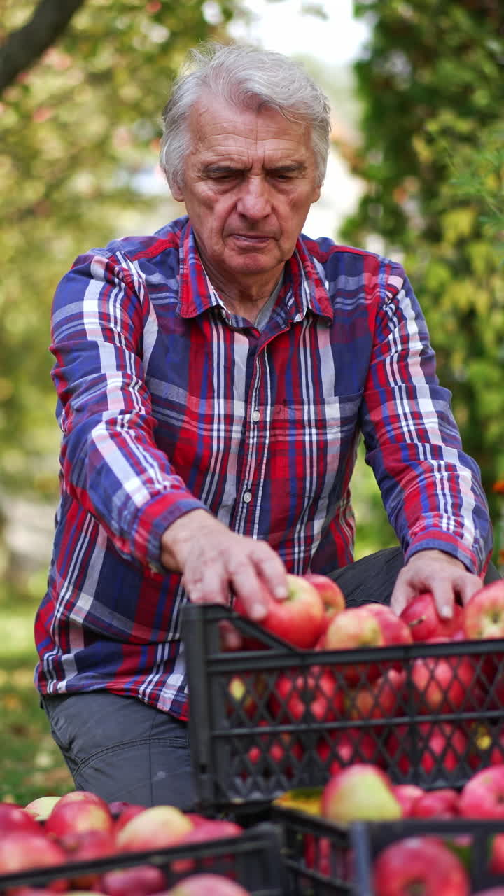 Man in checkered shirt sorting the apples after picking. Apples gathered in the plastic boxes on the ground in the garden. Vertical video