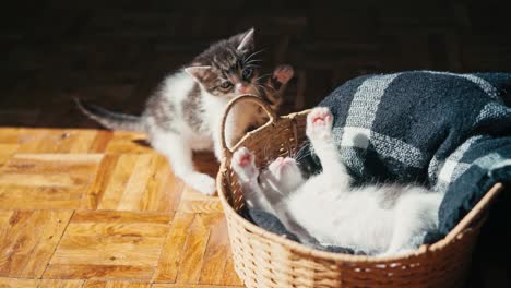 two cute little kittens are playing in a wicker basket