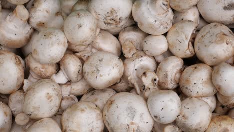 close-up of fresh white mushrooms