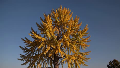 el árbol de ginkgo dorado con sus características hojas en forma de abanico se destaca contra un cielo azul claro, creando una escena de otoño vibrante y cautivadora