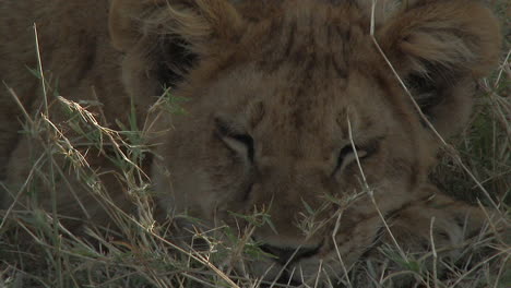 León-Relajándose-A-La-Sombra,-Un-Cachorro-Respirando-Pesadamente,-Serengeti-N