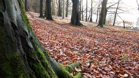 Autumn-forest-woodland-fall-foliage-vibrant-rural-countryside-dolly-right-from-behind-mossy-tree