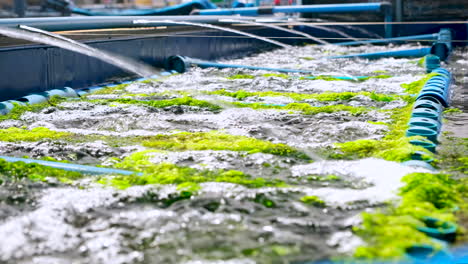 Tanque-Aireado-Con-Entrada-De-Agua-Y-Cestas-De-Pvc,-Acuicultura-De-Abulón