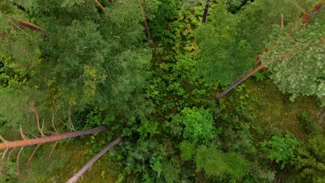 green vibrant forest, aerial top down spin view