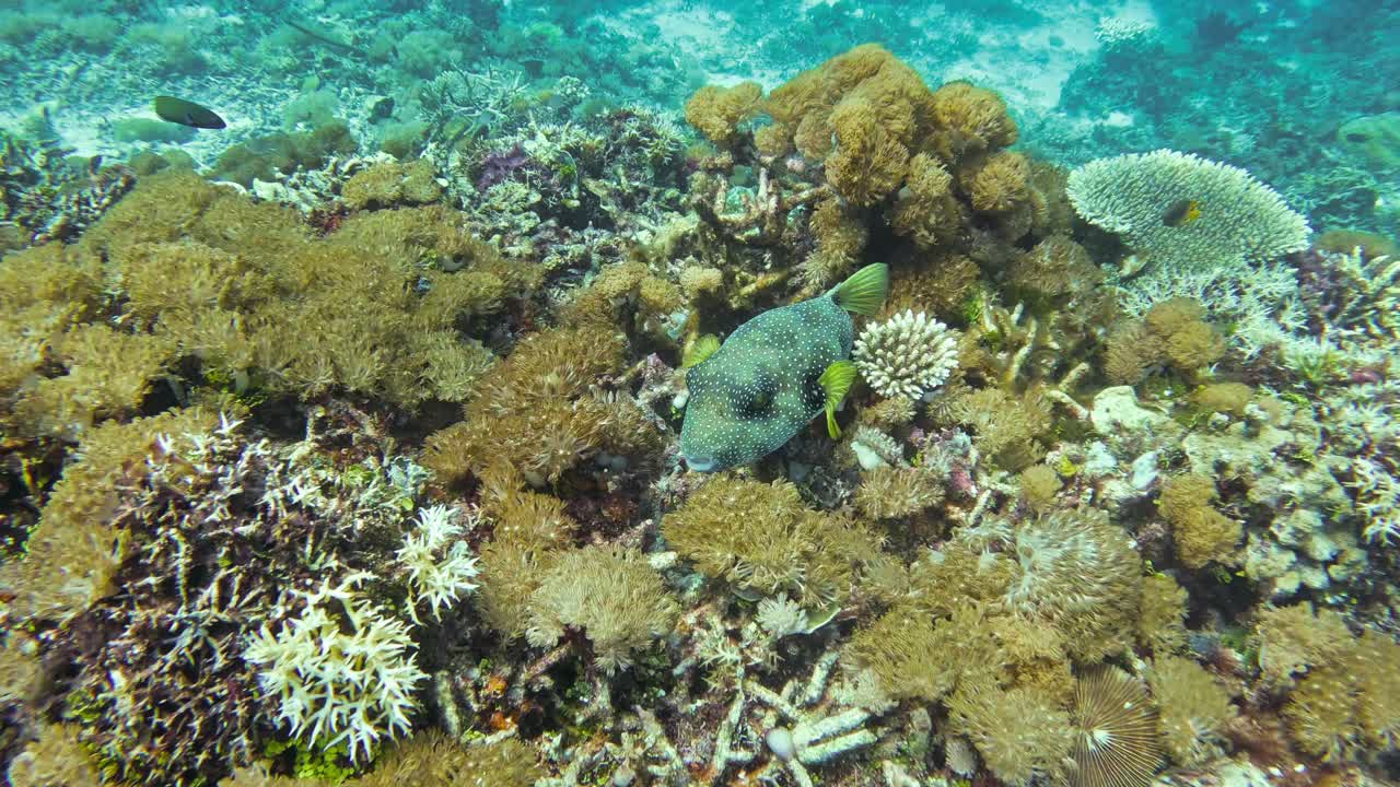 el pez globo de manchas blancas se anida entre los coloridos corales de raja ampat, indonesia