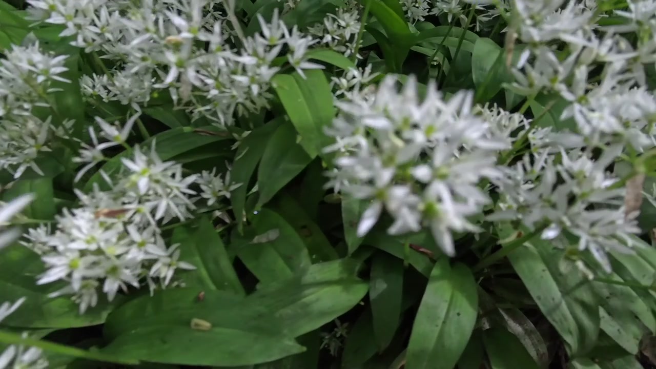 Close up blooming white garlic flowers and lush foliage on forest floor in morning light