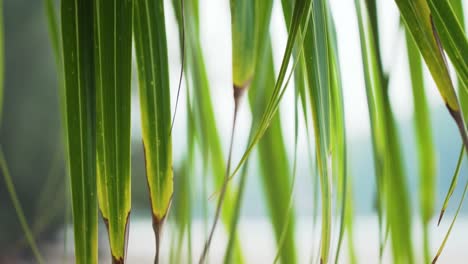 Long-Thin-Green-Leaves-Hanging-Down,-CLOSE-UP