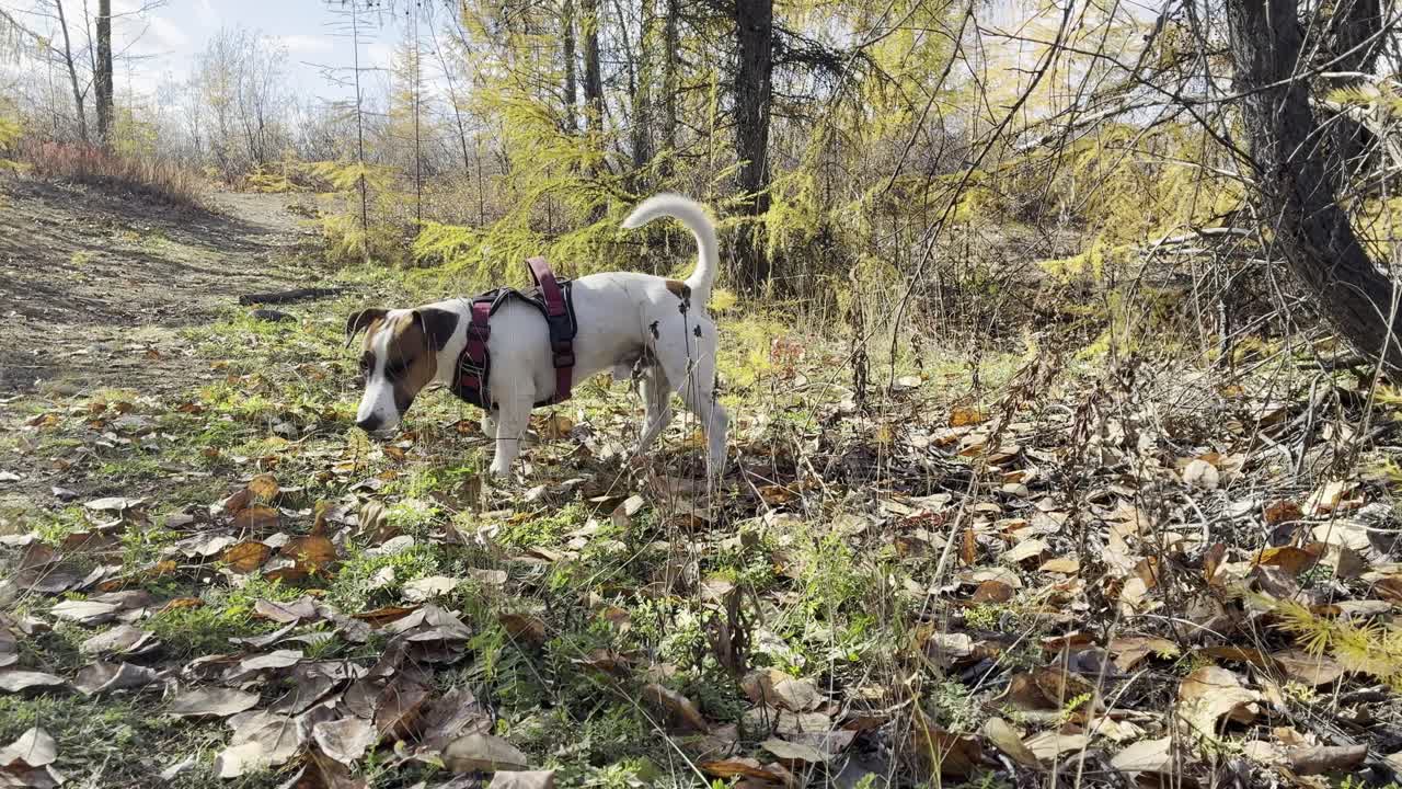 A spotted dog explores a vibrant autumn forest