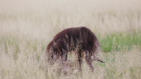 brown hyena chews on carcass in central kalahari desert