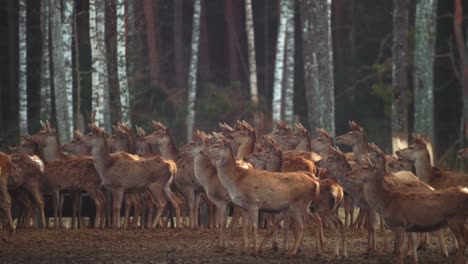 large herd of deer look far to side, behind are trees