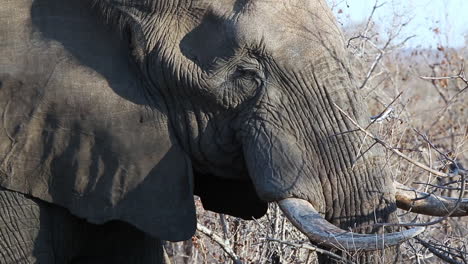 Nahaufnahme-Eines-Afrikanischen-Elefanten,-Der-Mit-Den-Ohren-Flattert,-Während-Er-Äste-In-Freier-Wildbahn-Frisst