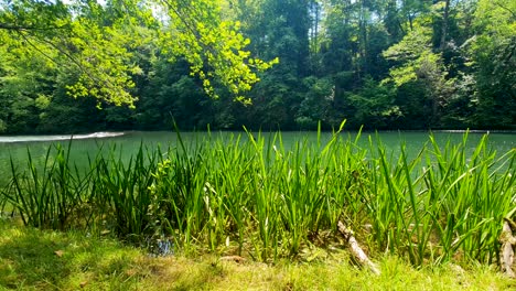 Peaceful-view-of-a-calm-river-with-butterflies-and-dragonflies-fluttering-in-the-reeds