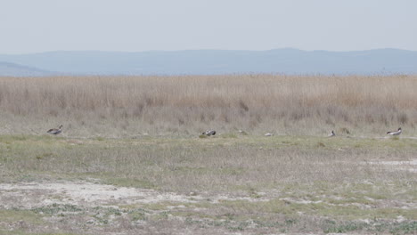 wide shot of a group of greylag goose standing on meadow in front of reed