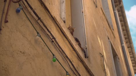 Low-angle-view-of-a-cat-sitting-on-a-window-ledge-in-the-alleyways-of-Montpellier-in-France