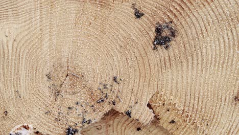 4k stable shots of cut down pine trees in the mountains of romania