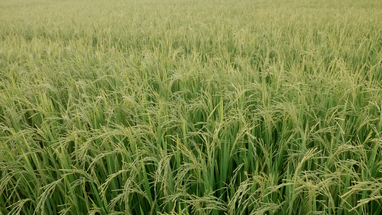 팬 또는 회전 모션 장면이 있는 논밭 푸른 잔디와 일몰 풍경 배경