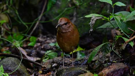 la pitta de nuca oxidada es un ave confiada que se encuentra en hábitats de bosques montañosos de gran altura, hay muchos lugares en tailandia para encontrar esta ave
