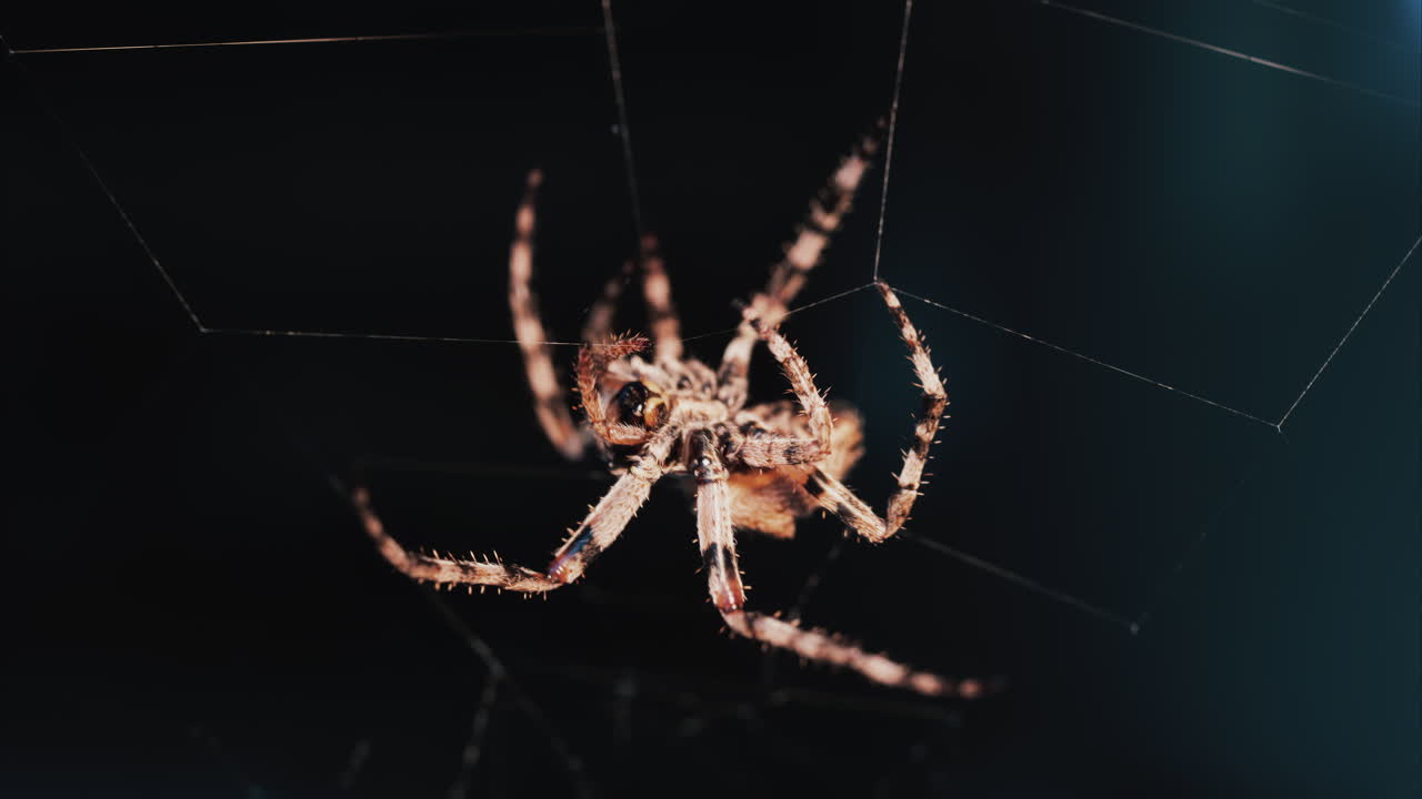 Close up of a spider sitting in its web, showing intricate details of its body and fine silk threads
