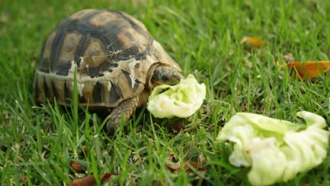 Tortoise-eating-food-in-home-yard-4k